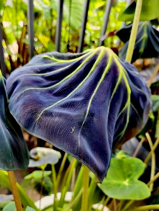 Colocasia Green Light