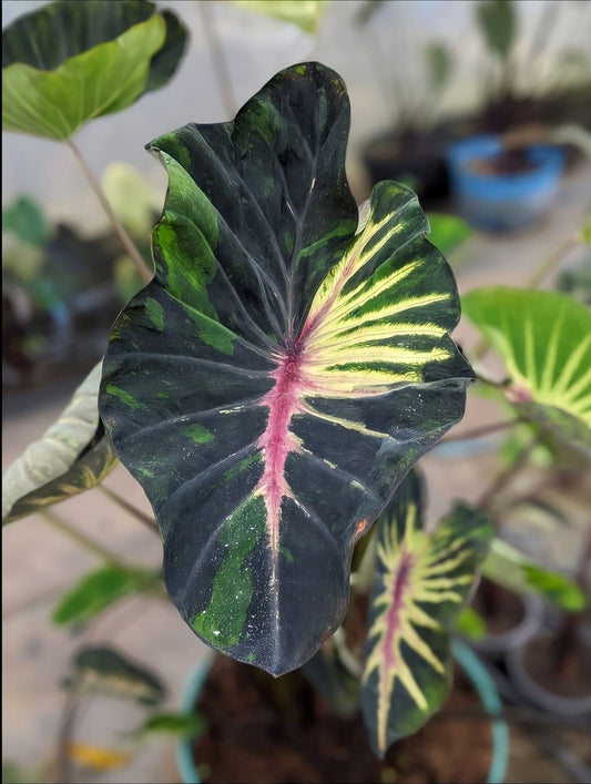 Colocasia Supernova
