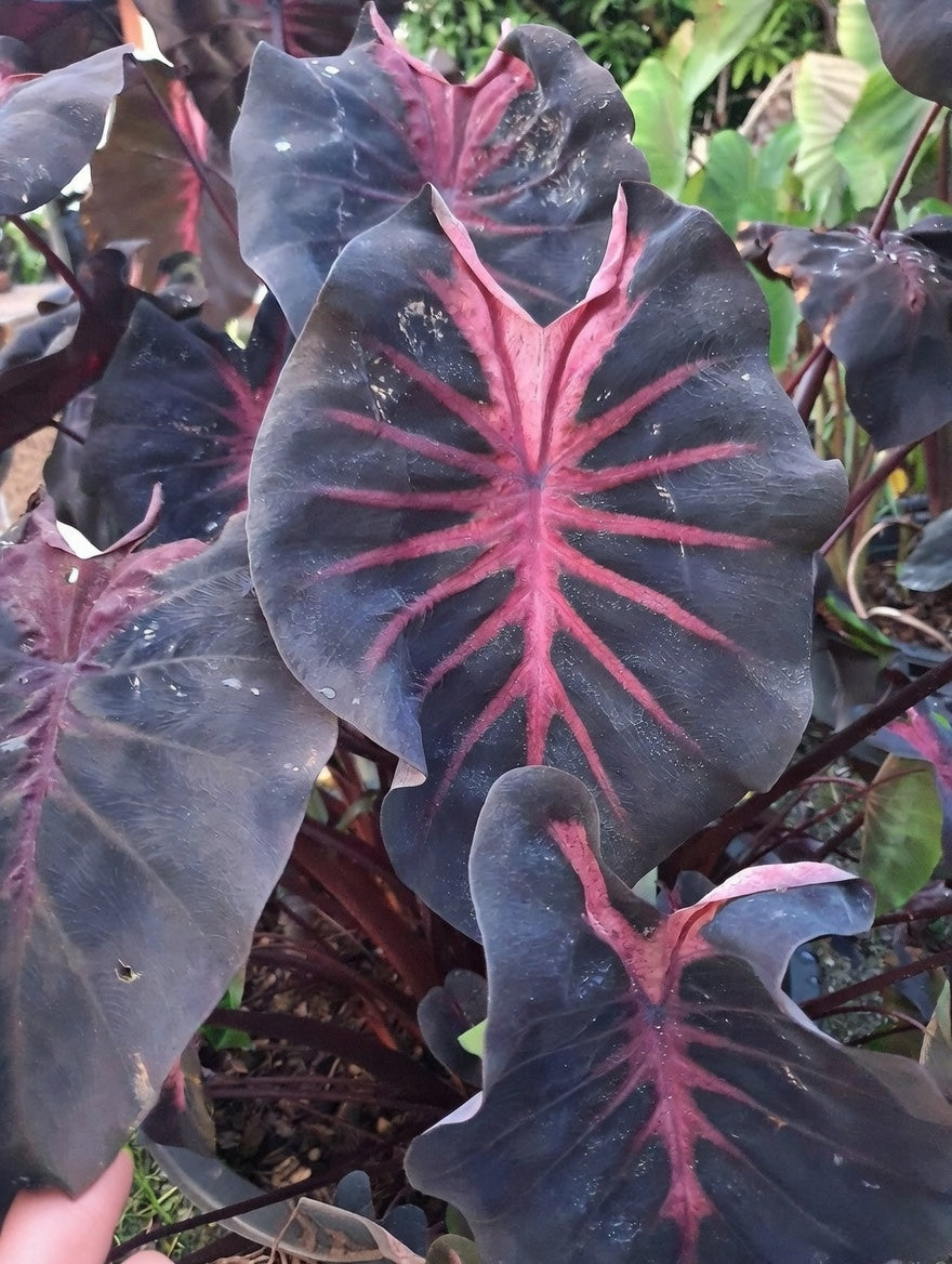 Colocasia Red Devil