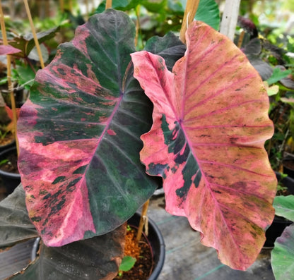 Colocasia Freya
