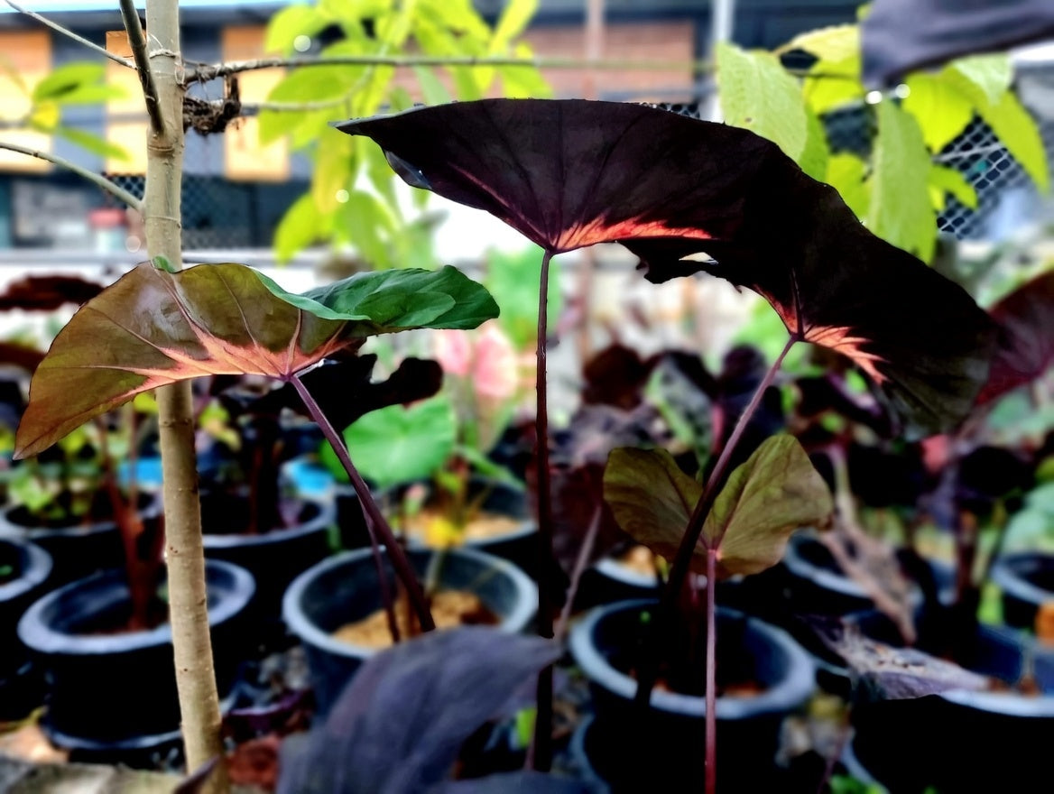 Colocasia Shadow