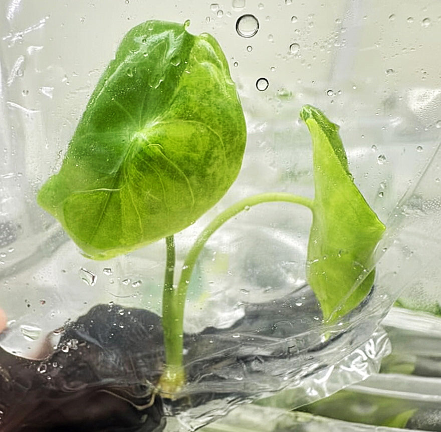 Alocasia Fonicata Aurea Variegated