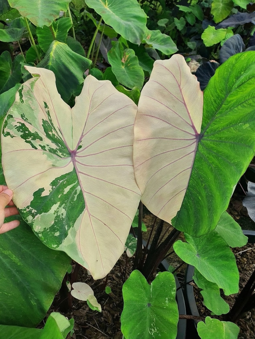 Colocasia Pink Sapphire