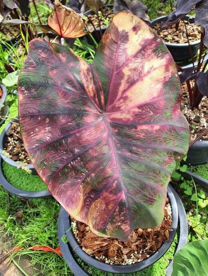 Colocasia Morning Star