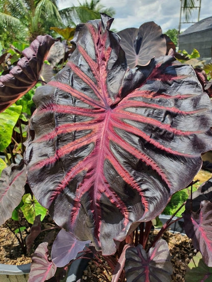 Colocasia Caldera Pink