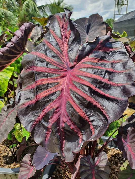 Colocasia Caldera Pink