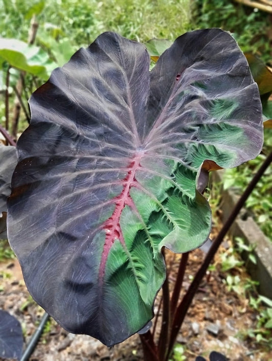 Colocasia Devil Crow