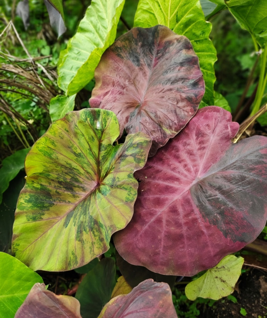 Colocasia Brown Sugar