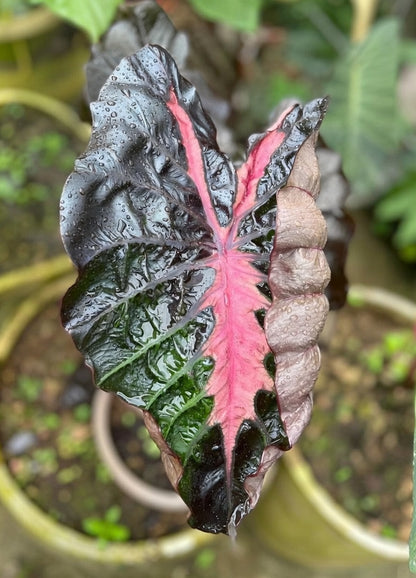 Colocasia Pinky Heart
