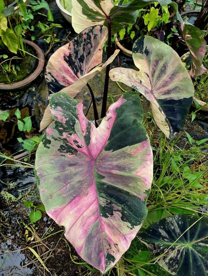 Colocasia Omen