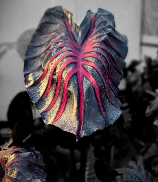 Colocasia Pink Dragon
