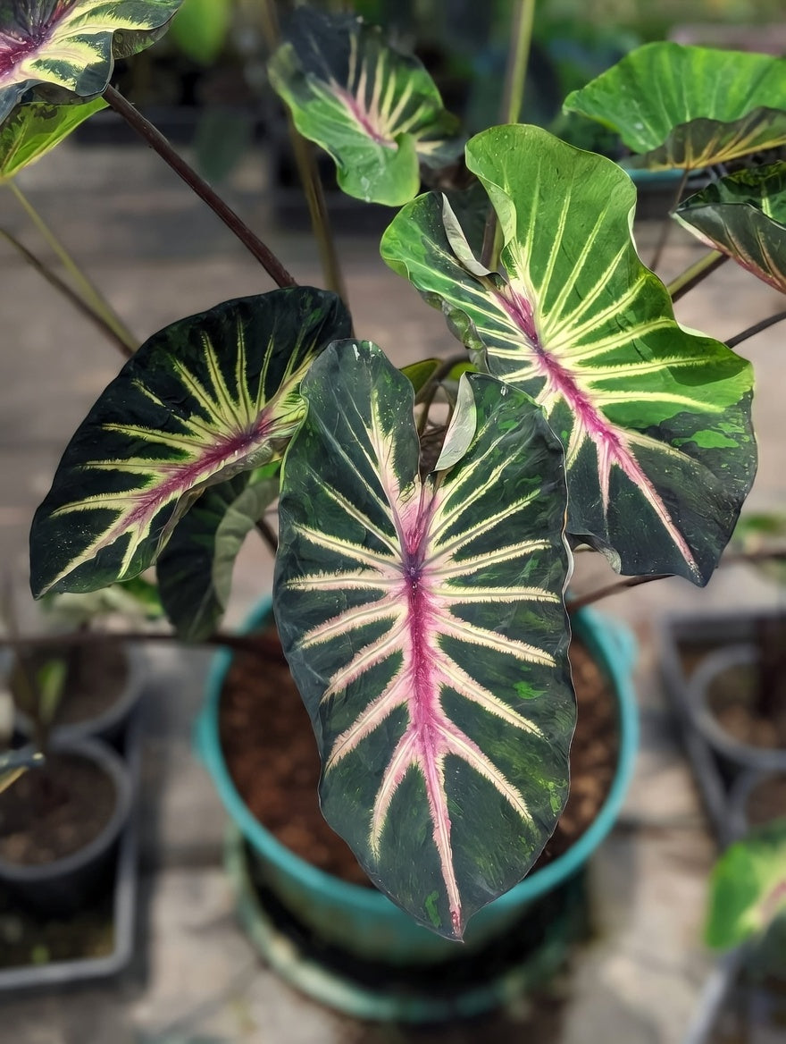 Colocasia Supernova