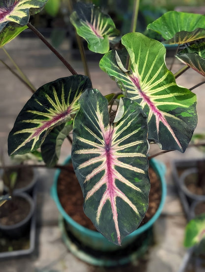 Colocasia Supernova
