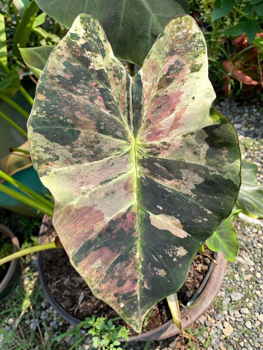 Colocasia Gold Leaf