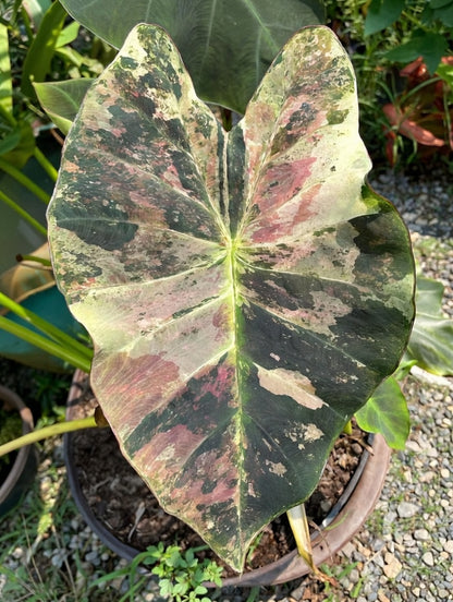 Colocasia Gold Leaf