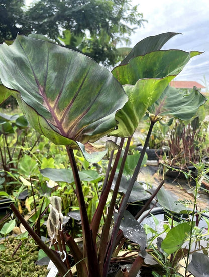 Colocasia Star Cup