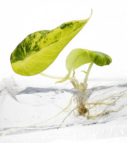 Alocasia Black Velvet Aurea Variegated
