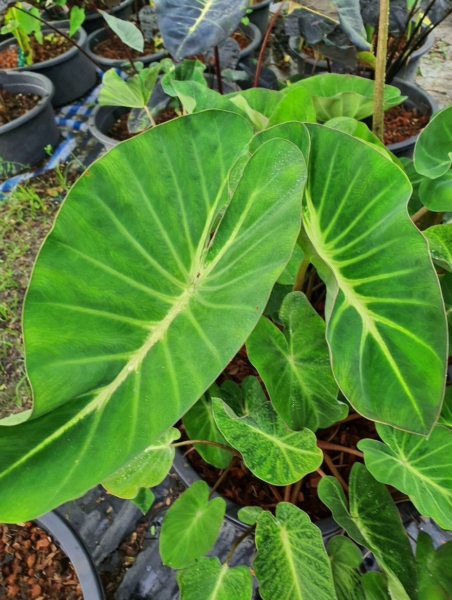 Colocasia Ship of Flame