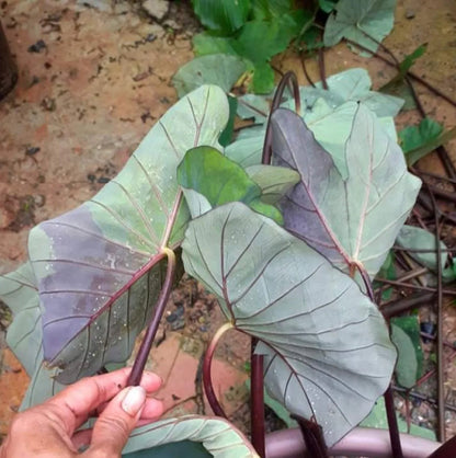 Colocasia Emerald Mist