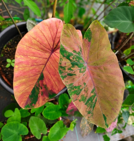 Colocasia Pink Lemonade