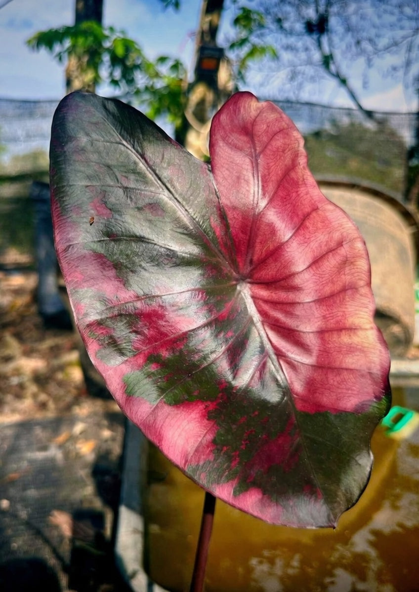 Colocasia Suksathid #2