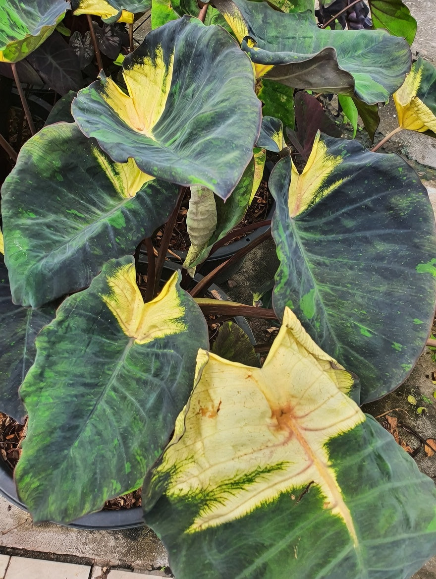 Colocasia Lunar Eclipse