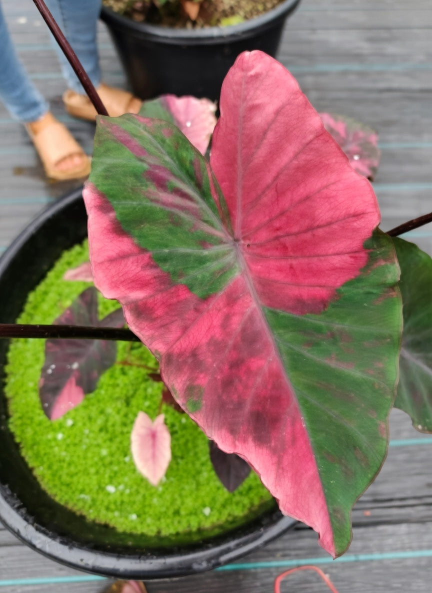 Colocasia Red Hulk