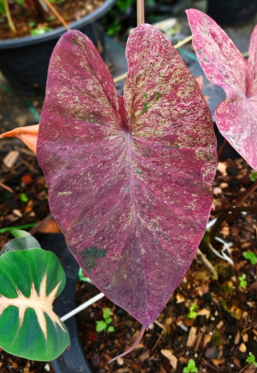 Colocasia Fantastic