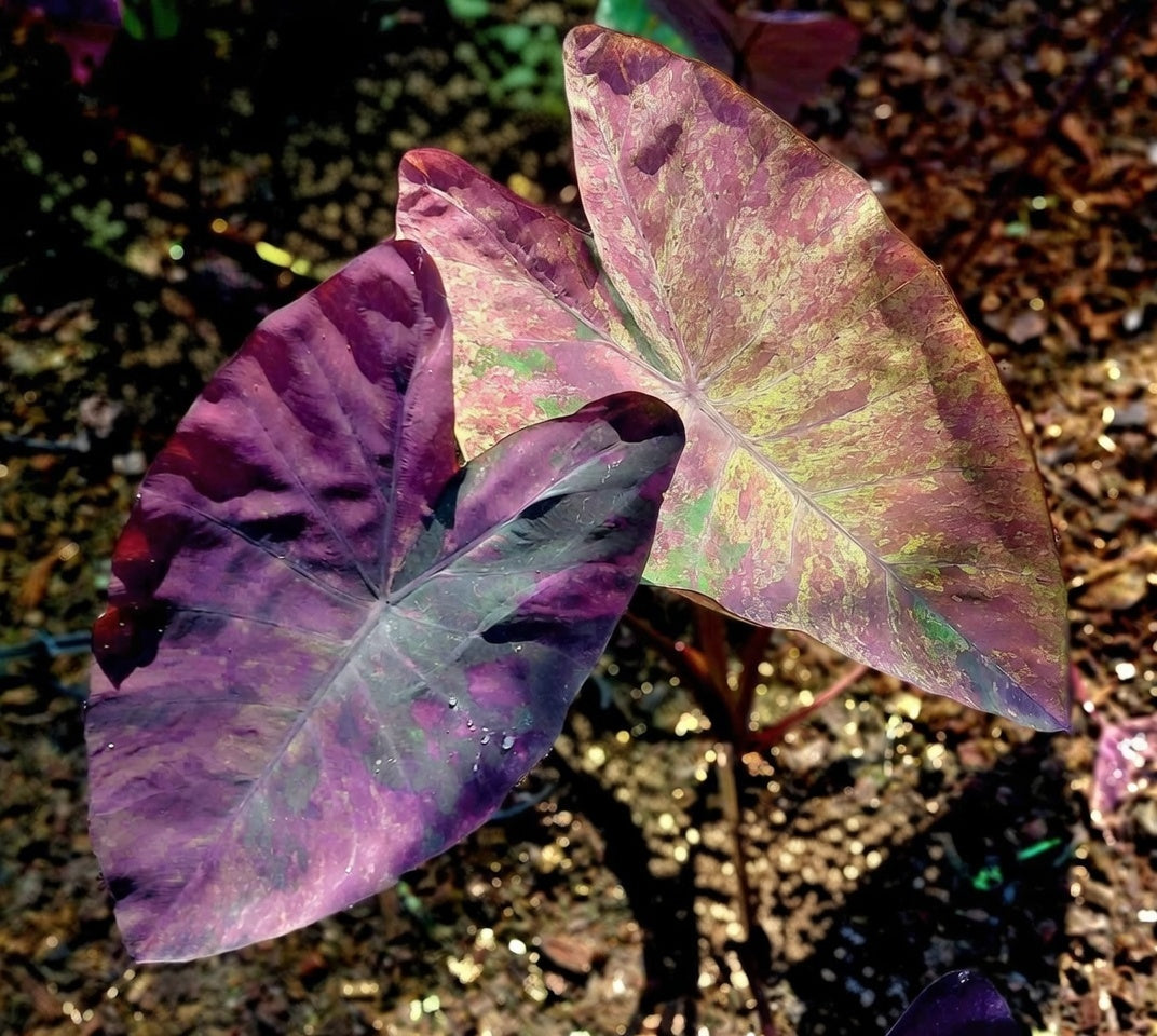 Colocasia Violet Black Specter