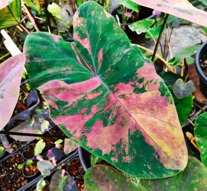 Colocasia Pink Lemonade