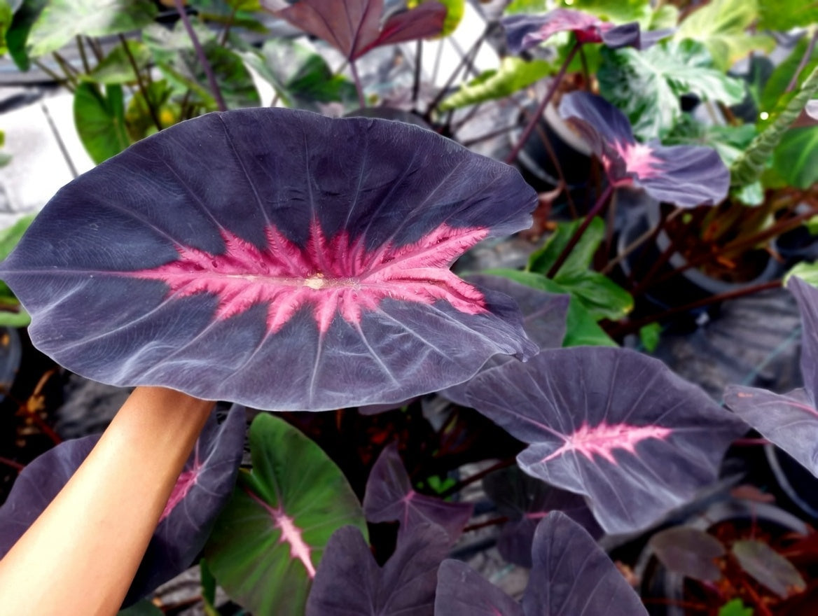 Colocasia Shadow