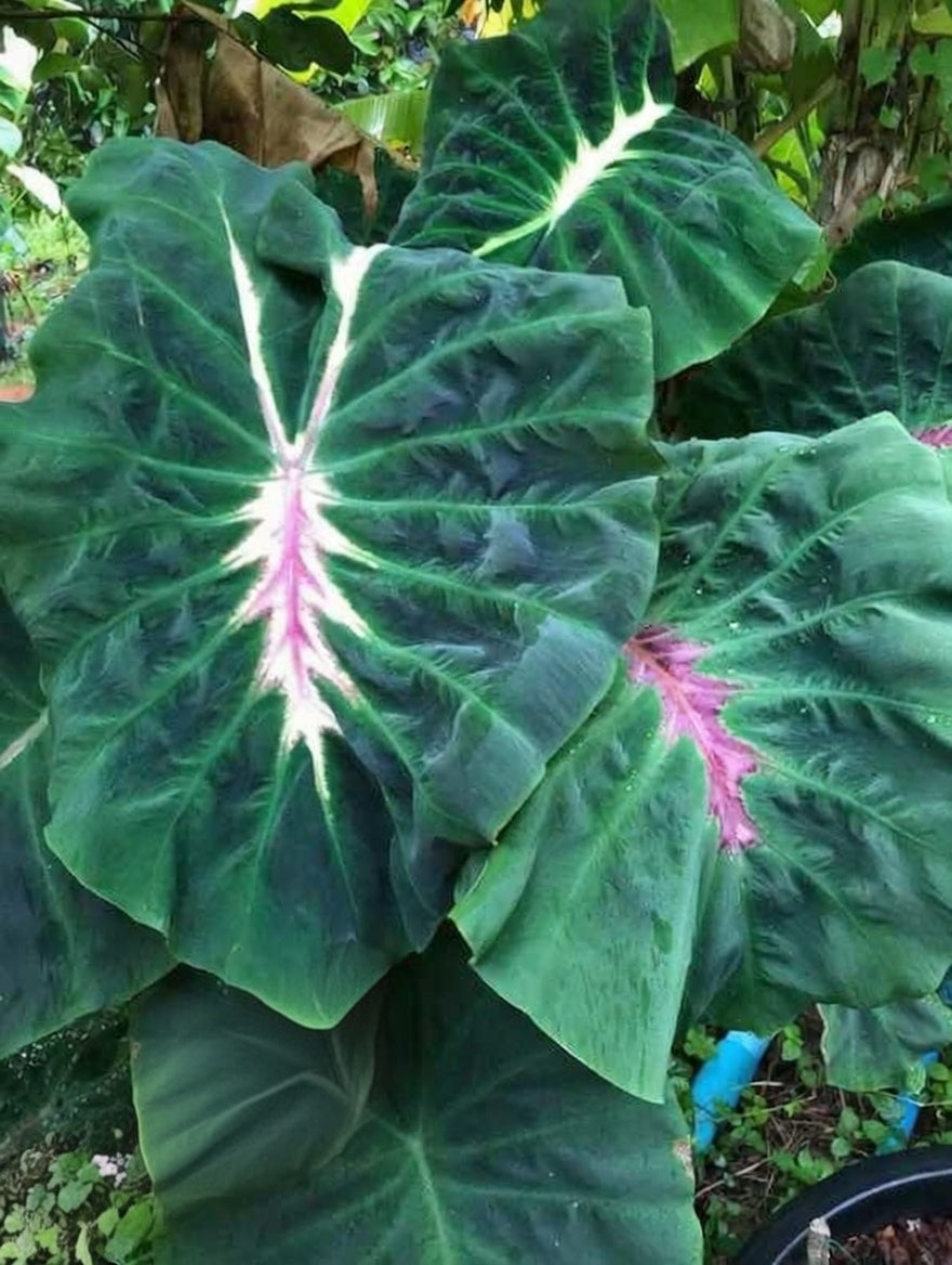 Colocasia Snake Eyes