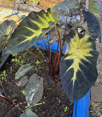 Colocasia Moji Lava