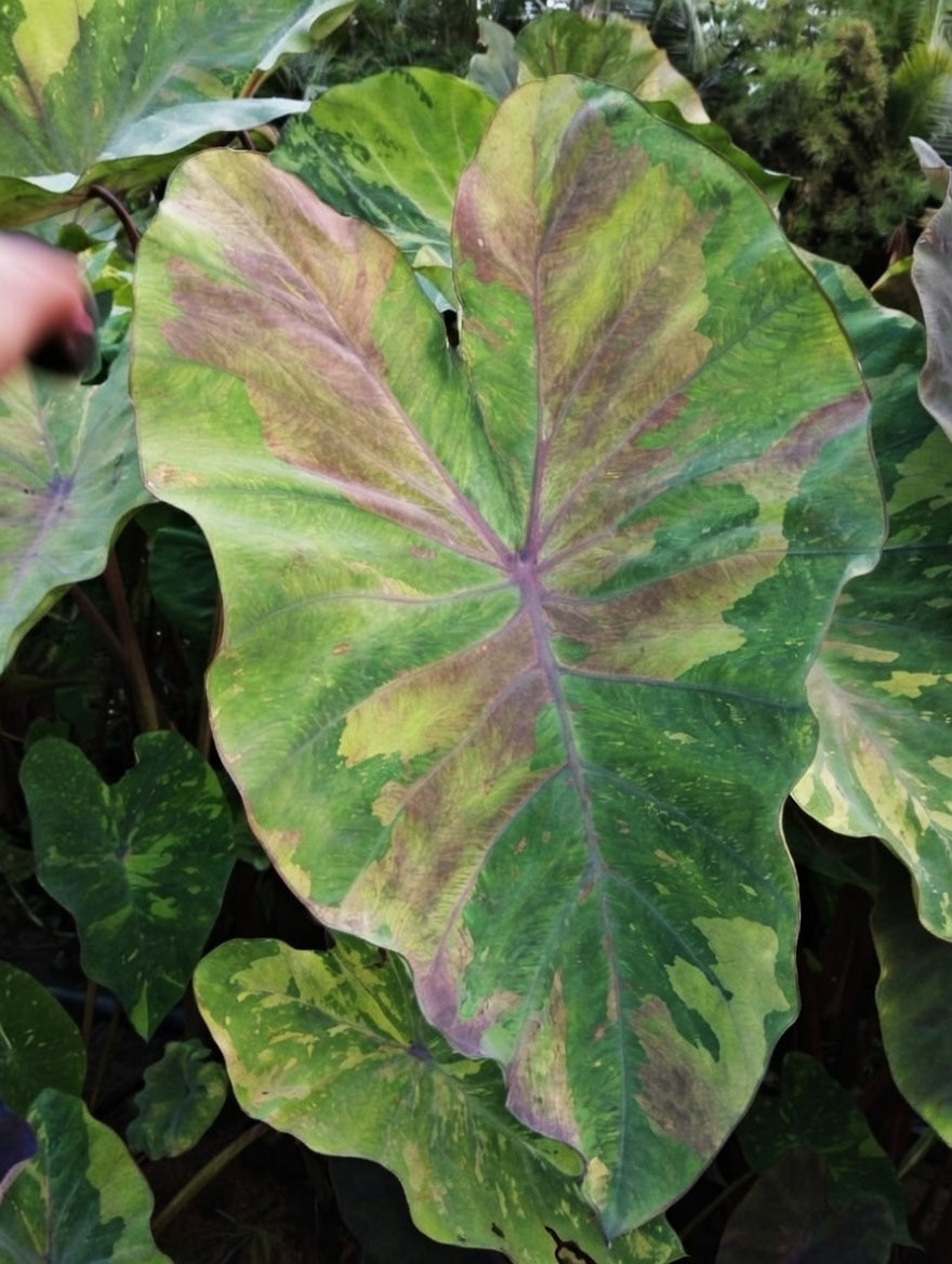 Colocasia Rainbow