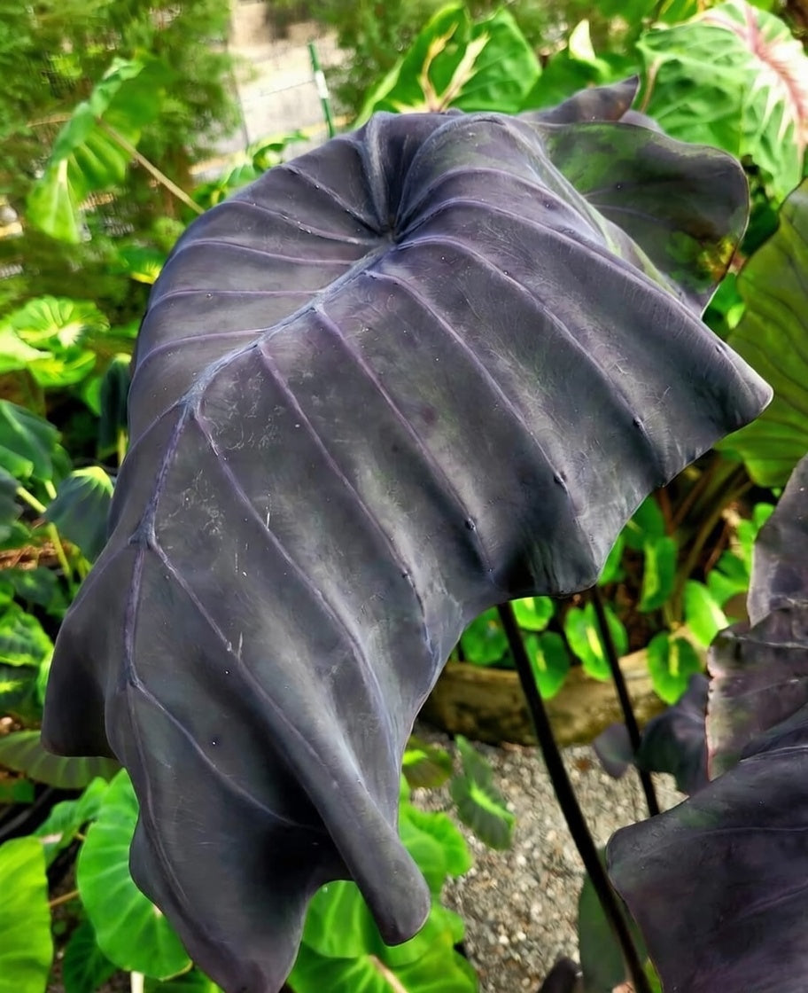 Colocasia Black Bone