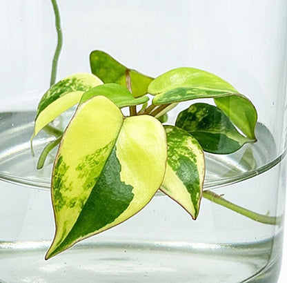 Philodendron Billietiae Variegated