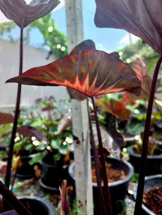 Colocasia Shadow