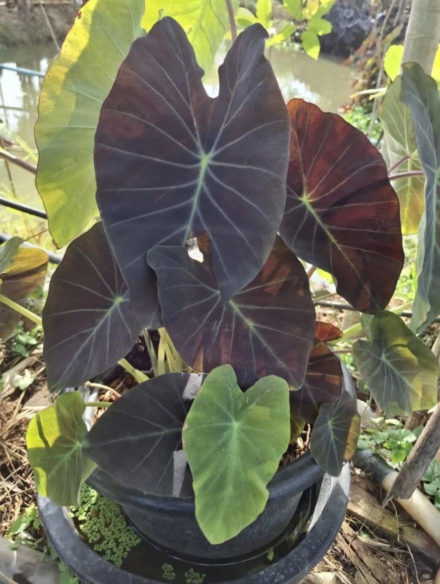 Colocasia Starry Night