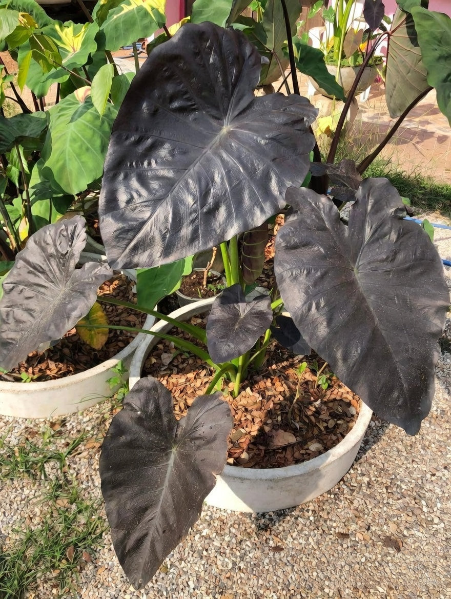 Colocasia Emerald Bones