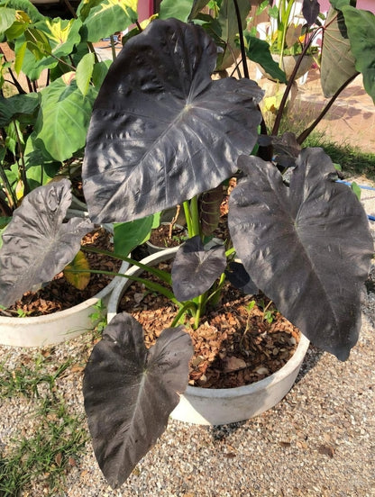 Colocasia Emerald Bones