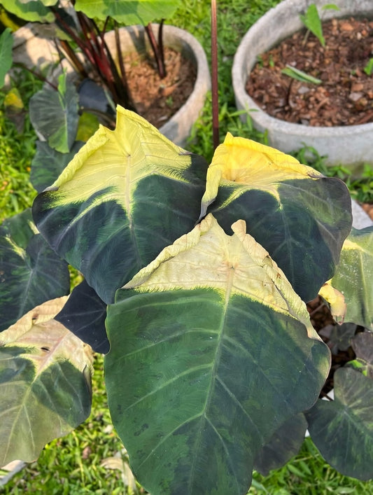 Colocasia Lunar Eclipse