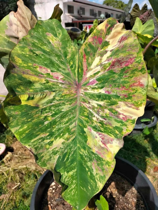 Colocasia Phet Sam Yot