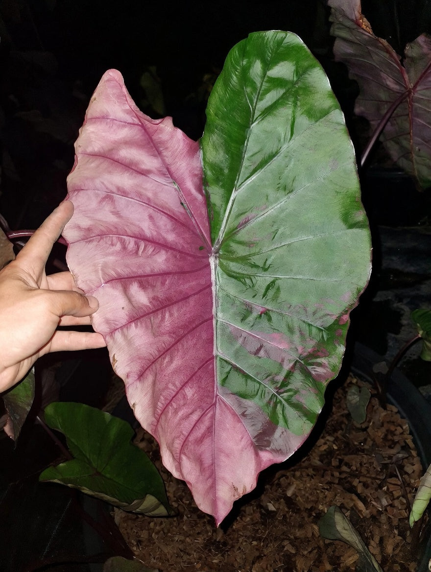 Colocasia Suksathid #1