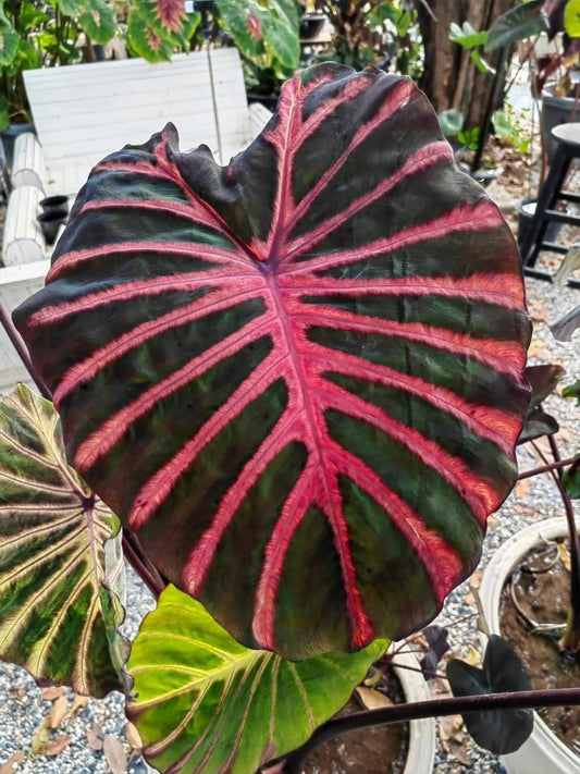 Colocasia Ghost Rider