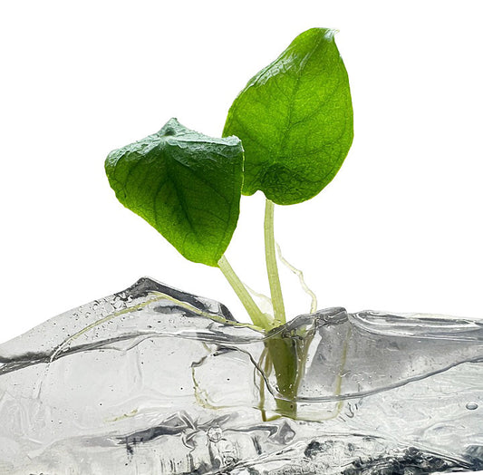 Alocasia Antoro