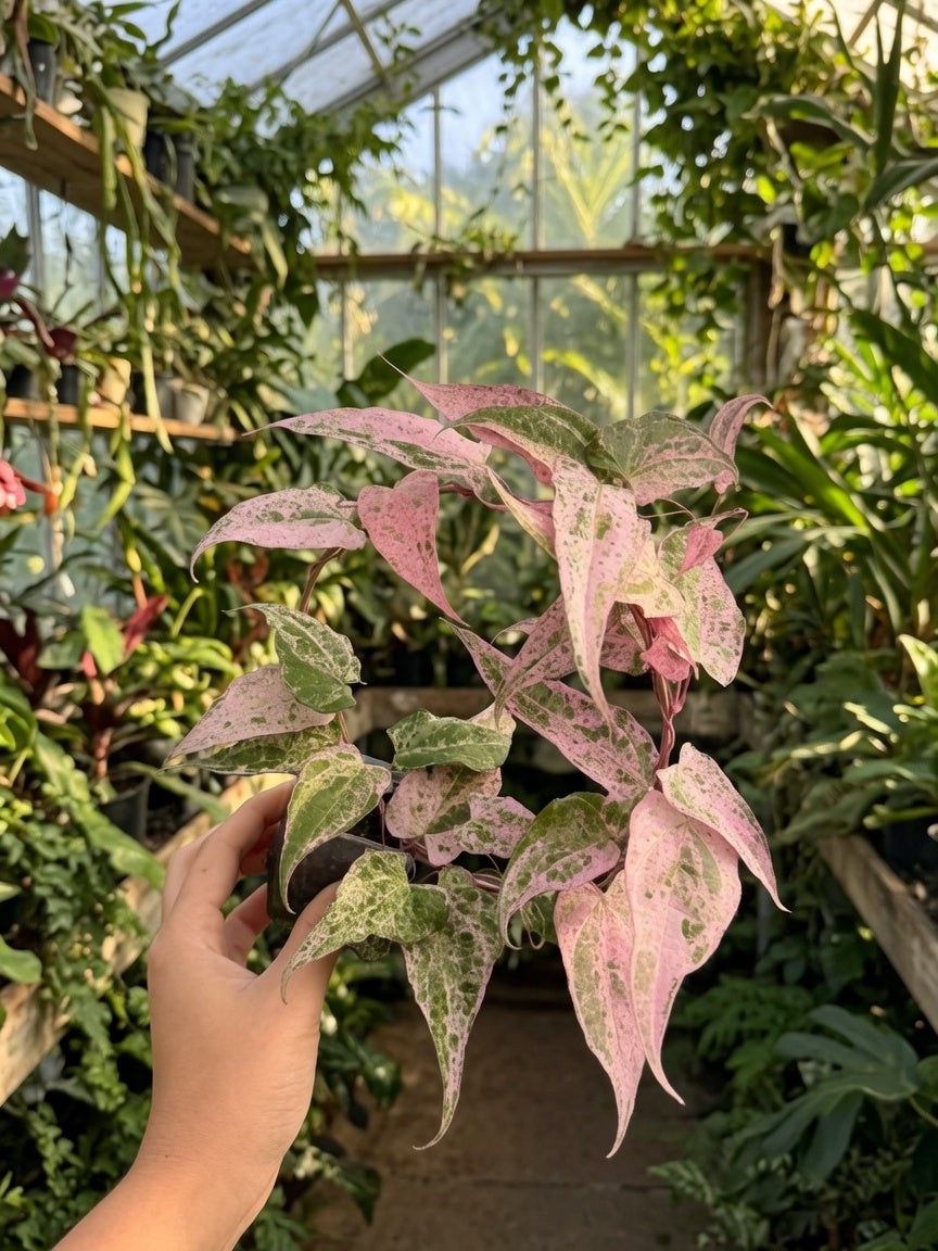 Dioscorea Aurora