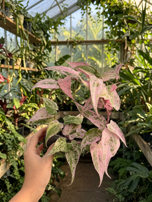 Dioscorea Aurora