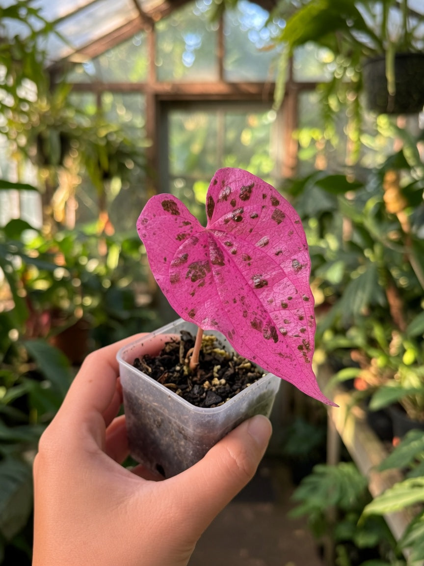 Dioscorea Aurora