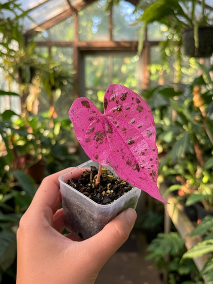 Dioscorea Aurora