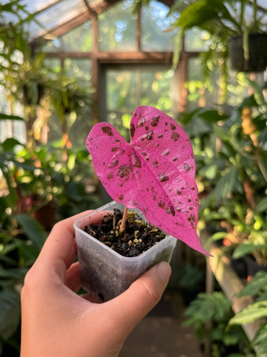 Dioscorea Aurora